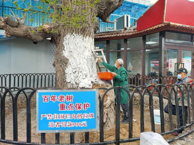 1588149000879660.jpg 图为:副食市场为百年老树刷石灰_副本.jpg