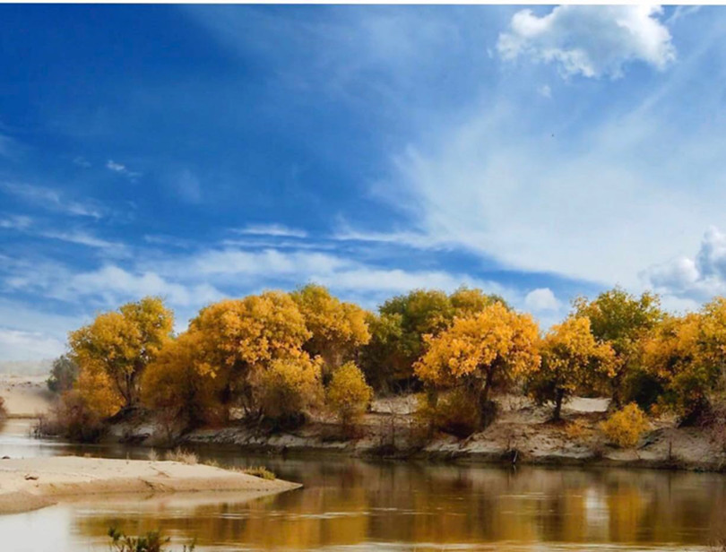 1604398355552822.jpg 图为:美丽的塔里木河胡杨林景色_副本.jpg