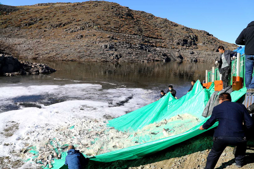 1635393730110150.jpg 投放鱼苗_副本.jpg